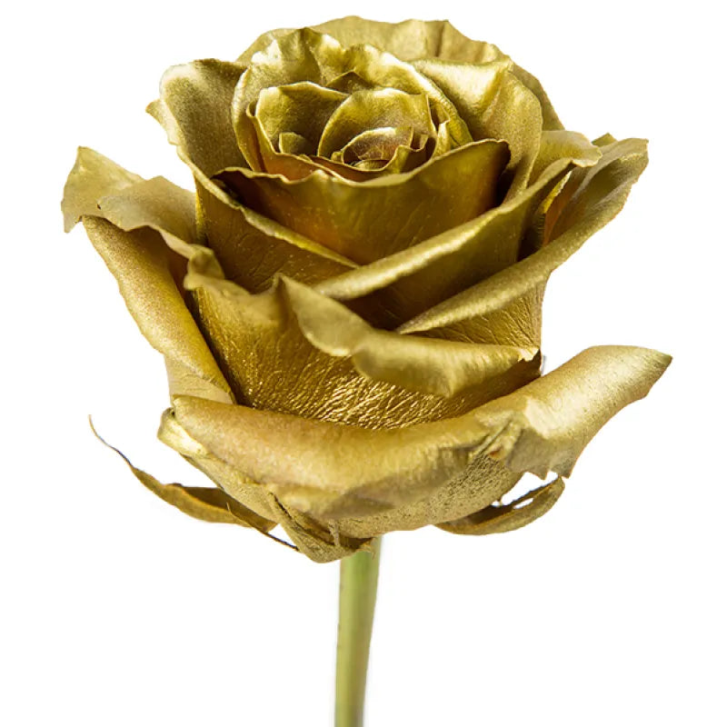 Tinted Golden Rose