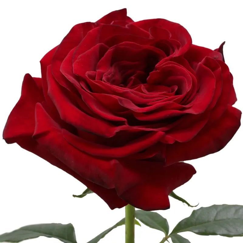 Hearts Rose