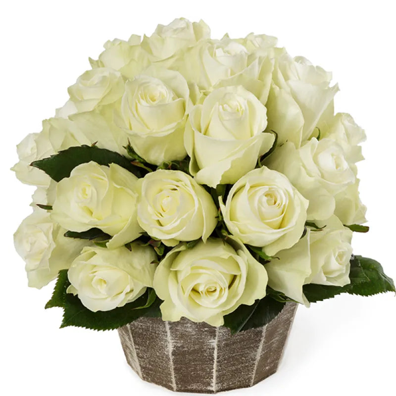 Highlight Rose