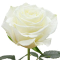 Highlight Rose