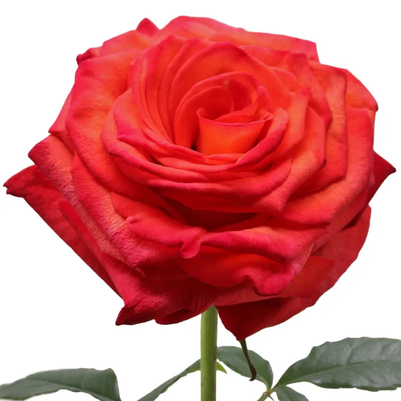 High & Orange Rose