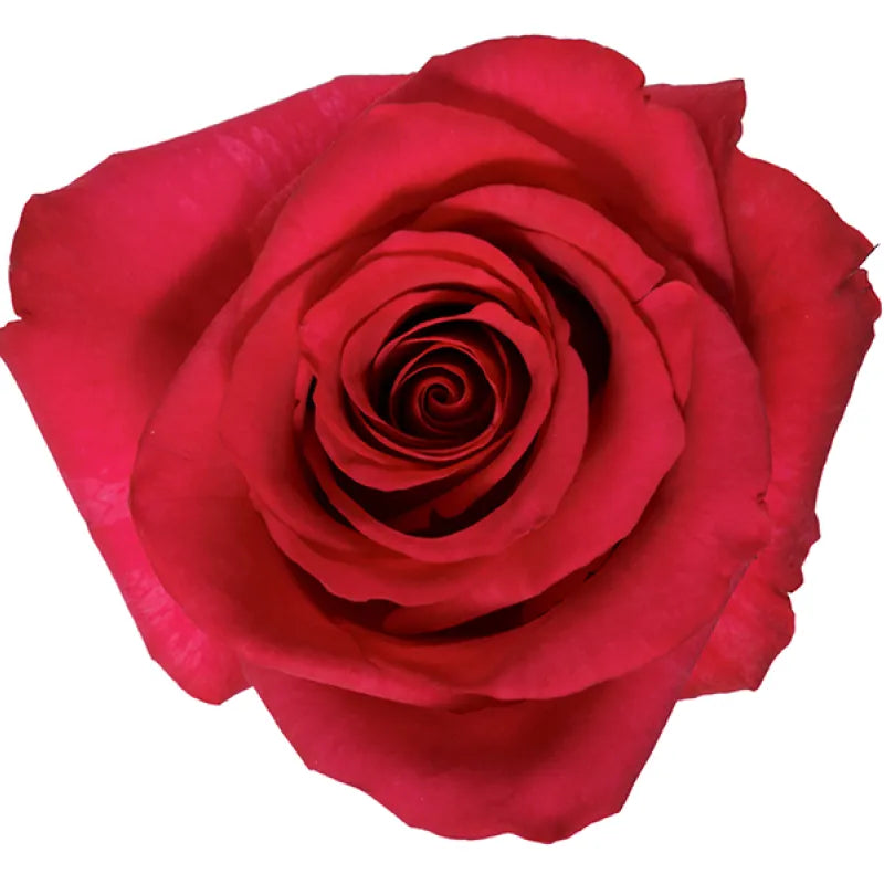 Hot Explorer Rose