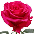 Hot Explorer Rose