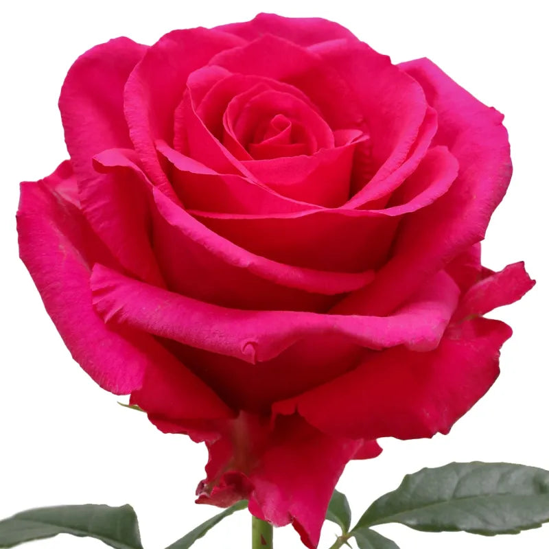 Hot Explorer Rose