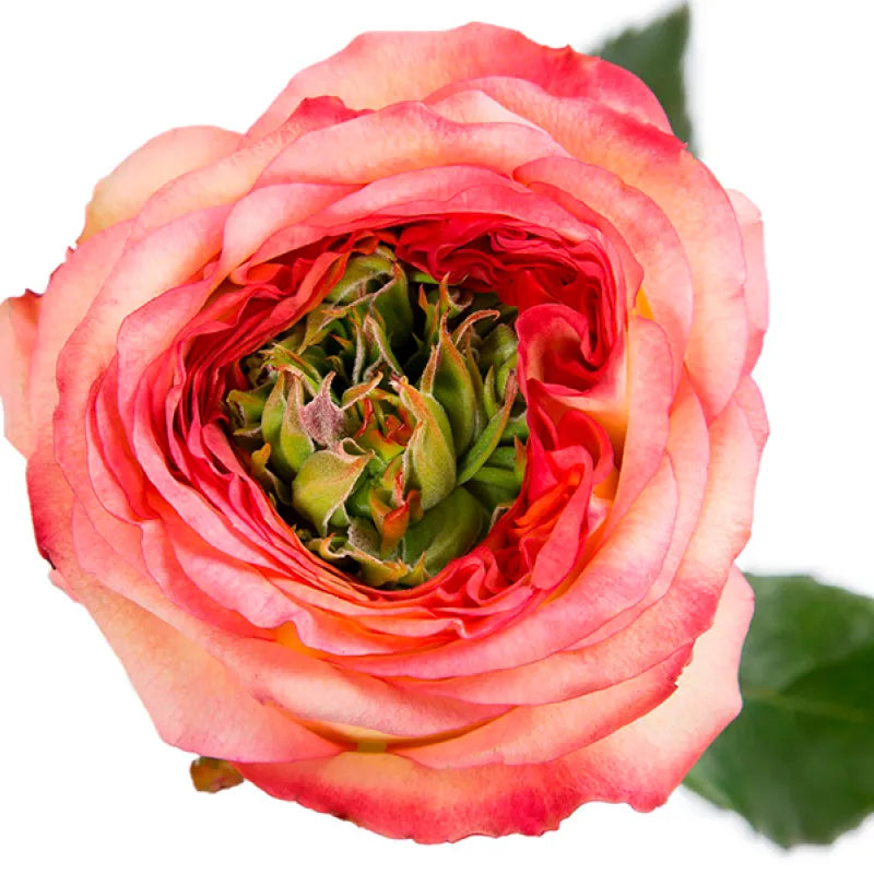 Houdini Rose