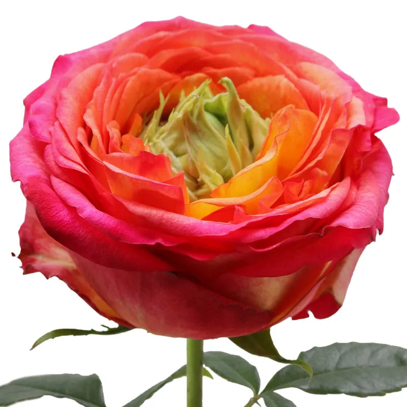 Houdini Rose