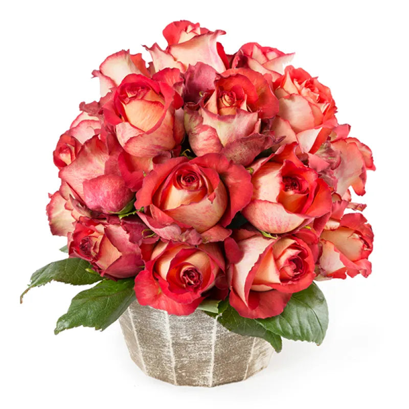 Iguazu Rose