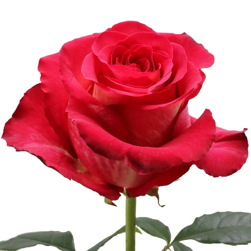 Iguazu Rose