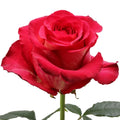 Iguazu Rose