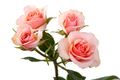 Ilse Spray Rose, wholesale cream spray roses