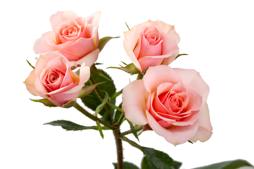 Ilse Spray Rose, wholesale cream spray roses