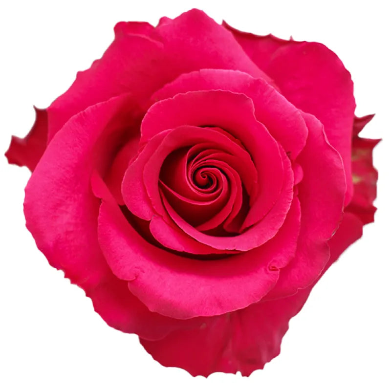 Jacaranda Rose