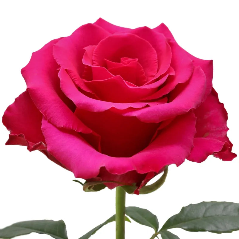 Jacaranda Rose