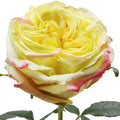 Journey Rose
