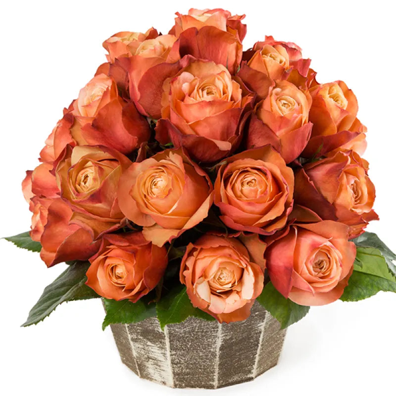 Kahala Rose