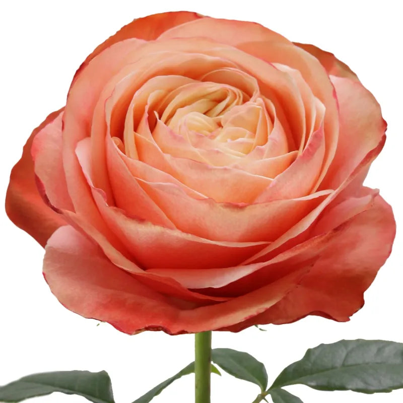 Kahala Rose