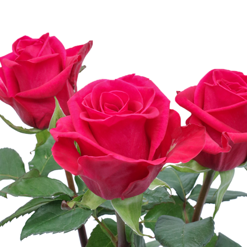 Legend Rose