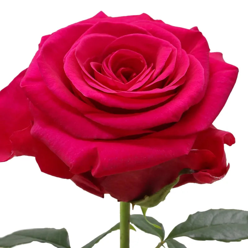 Legend Rose
