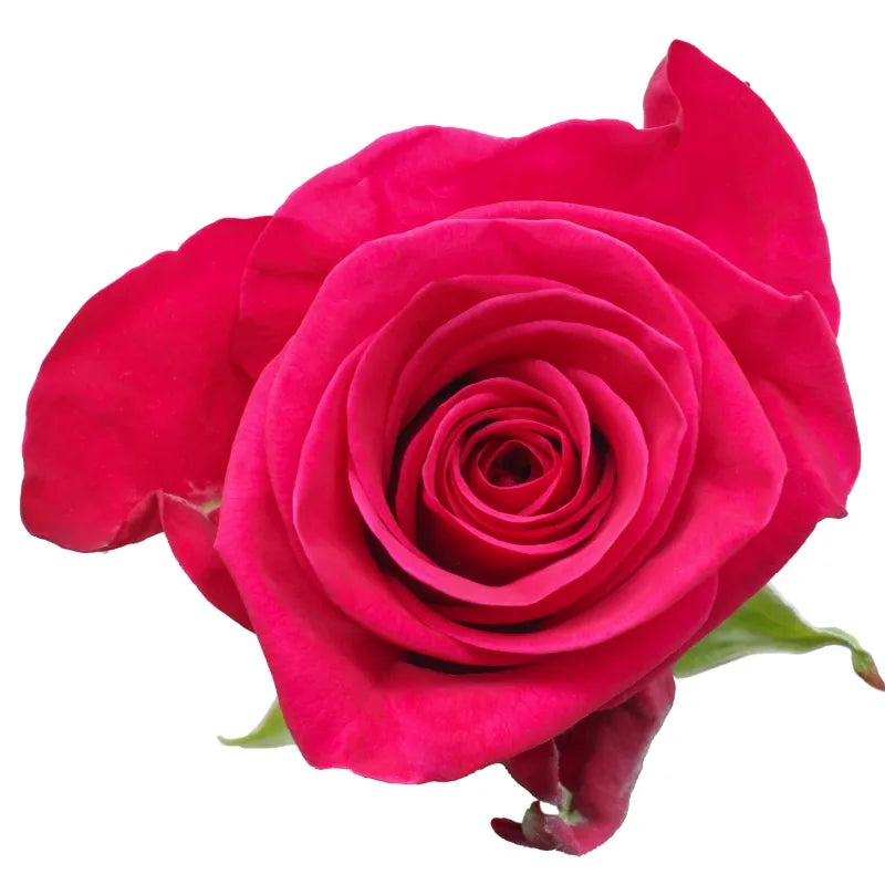 Legend Rose