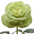 Lemonade Rose