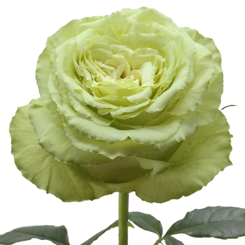 Lemonade Rose