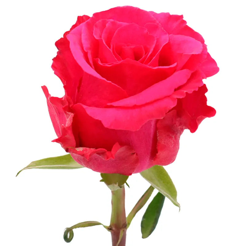 Level Up Rose