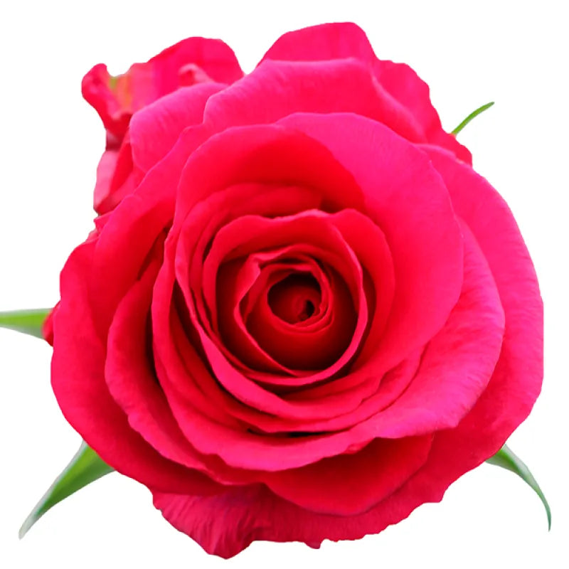Level Up Rose