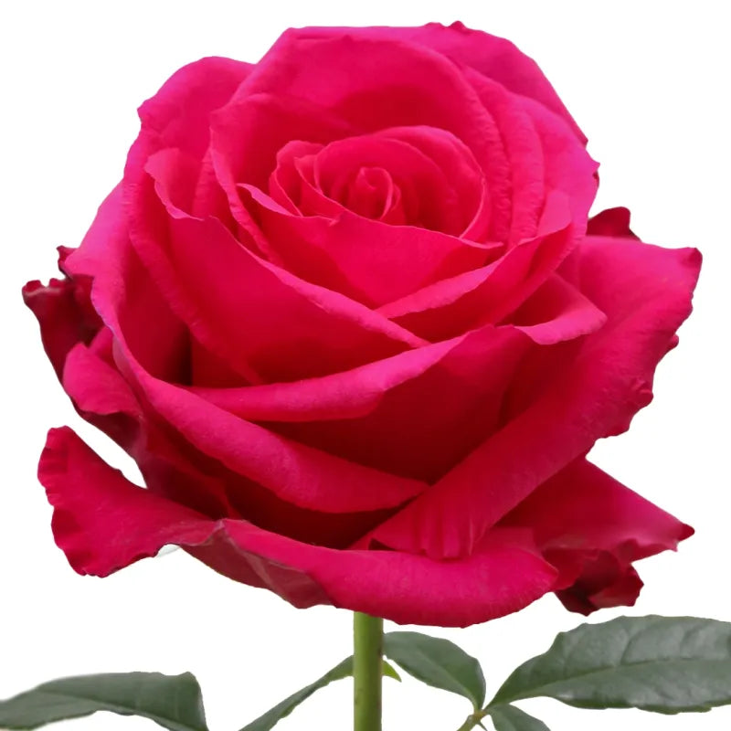 Level Up Rose