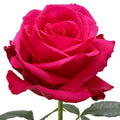 Level Up Rose