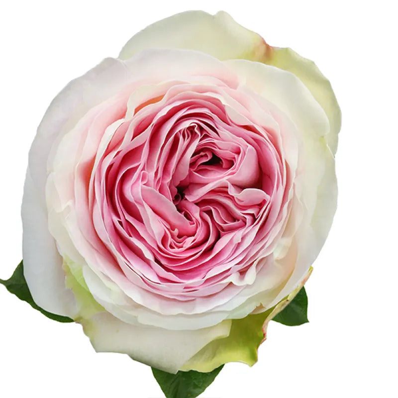 Lorena Summerhouse Rose