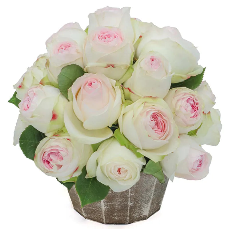 Lorena Summerhouse Rose