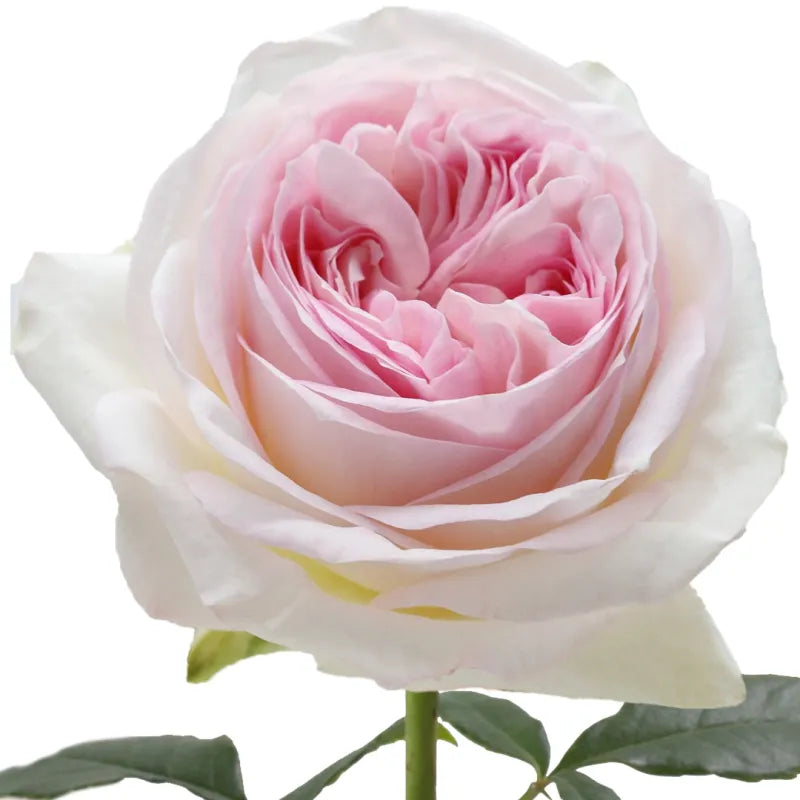 Lorena Summerhouse Rose