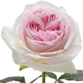 Lorena Summerhouse Rose