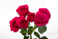 Lovely Lidia Spray Rose, wholesale pink spray roses
