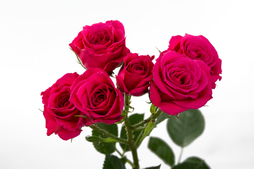 Lovely Lidia Spray Rose, wholesale pink spray roses