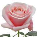 Madonna Rose