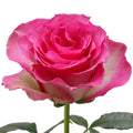 Malibu Rose