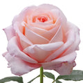Mayra's Bridal Pink Rose