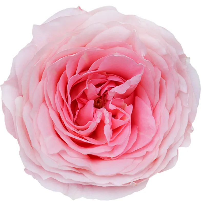 Mayra's Bridal Pink Rose