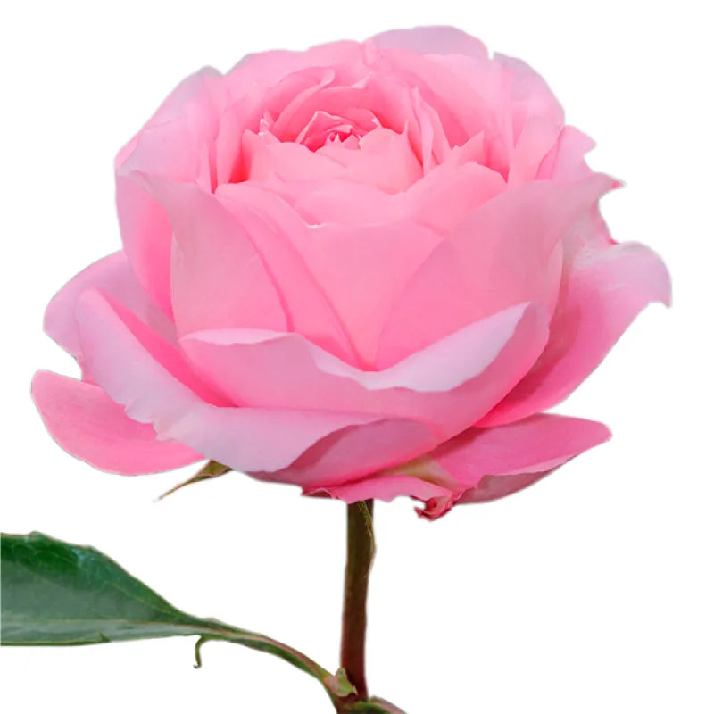Mayra's Bridal Pink Rose
