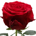 Merry Me Rose