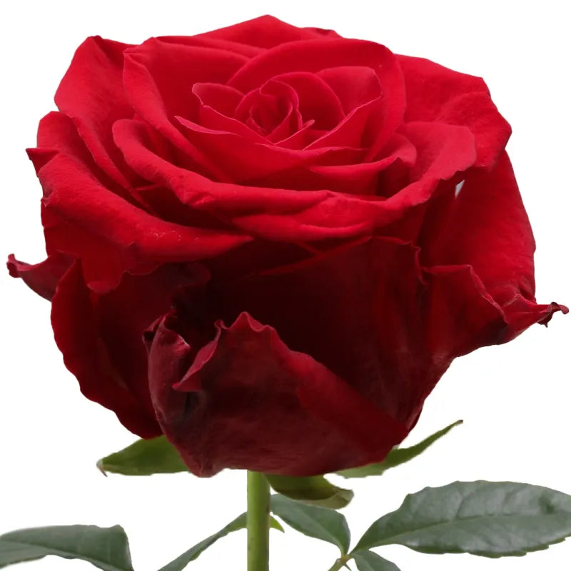 Merry Me Rose