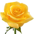Momentum Rose