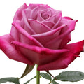 Moody Blues Rose