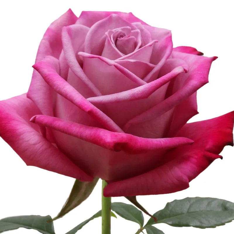 Moody Blues Rose