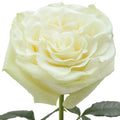 Moonstone Rose
