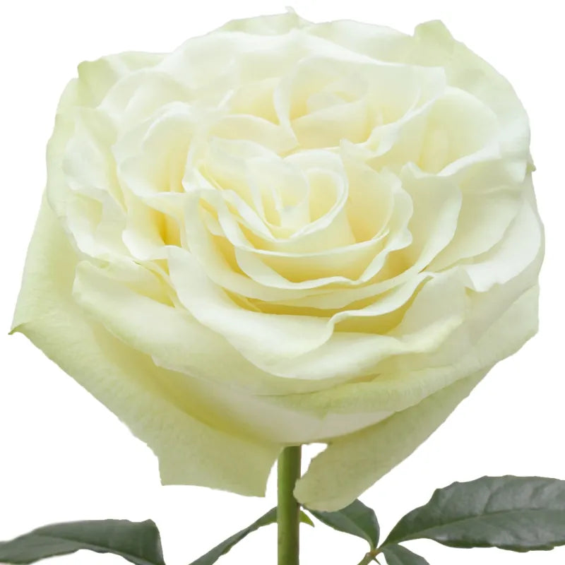 Moonstone Rose
