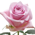 Nautica Rose