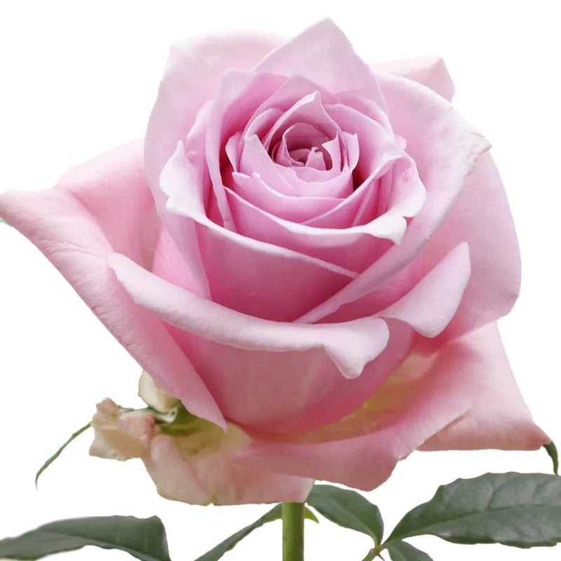Nautica Rose