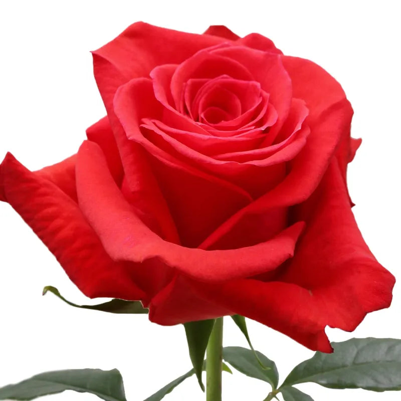 New Face Rose